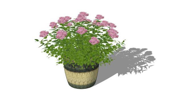 绣球花的花瓶 其他 花盆 花