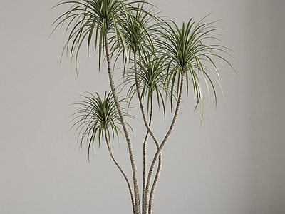 艺术绿植盆栽