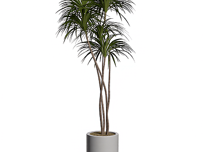 盆栽植物组合