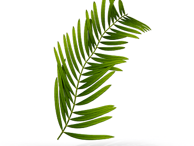 绿色蕨类植物枝叶