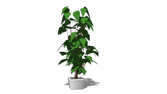 室内植物（装饰） 其他 植物 花瓶 画 钱