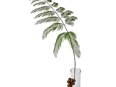 盆栽蕨类植物