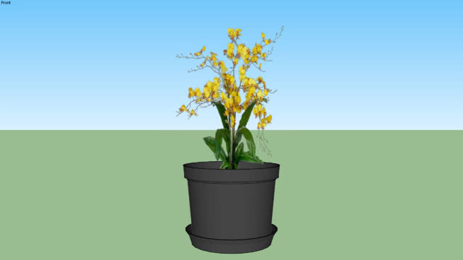 orchidée文心兰 植物 其他 花盆 花瓶