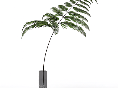 带盆蕨类盆栽