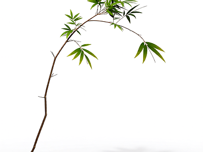 枝叶植物模型