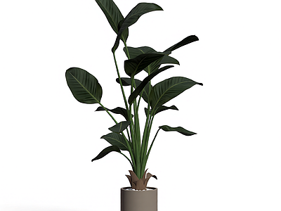 盆栽植物装饰