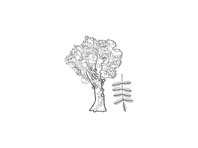 乔木种植 备用植物图例
