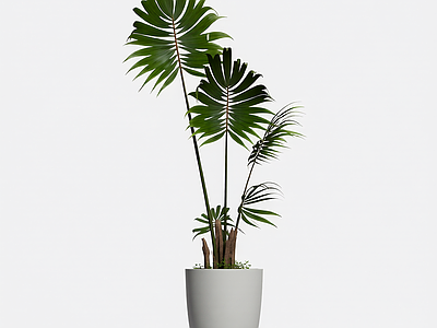 盆栽植物装饰