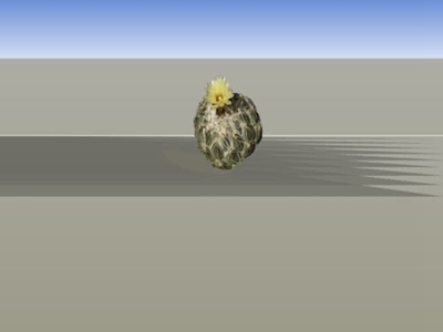 沙漠 花园蜘蛛 乌龟 谷仓蜘蛛 象甲