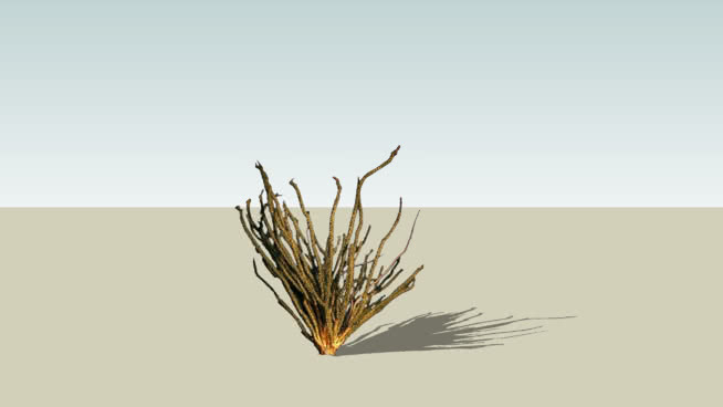沙漠 铅笔 画 植物 鸢