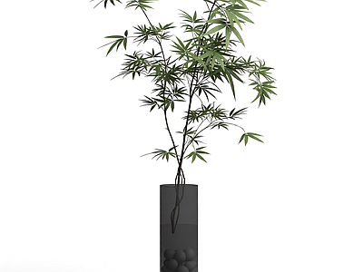 竹子盆栽植物