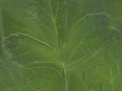 植物壁纸
