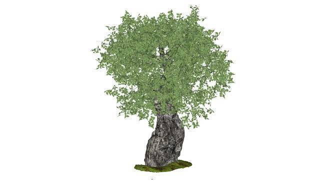 橄榄树（油橄榄） 其他 画 饰品 花盆