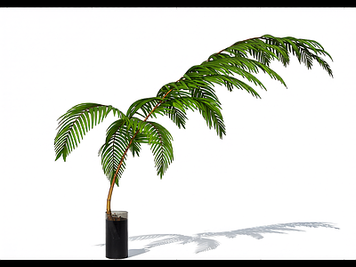盆栽蕨类植物