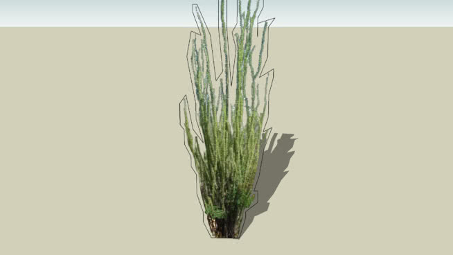 仙人掌，fonquieria芨芨草 画 沙漠 其他 迷雾