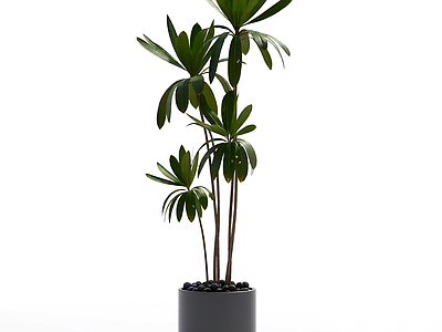 盆栽植物组合