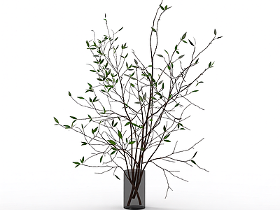 盆栽植物装饰