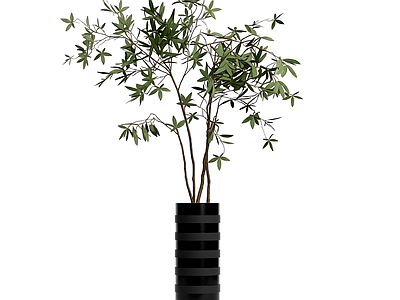 盆栽植物装饰