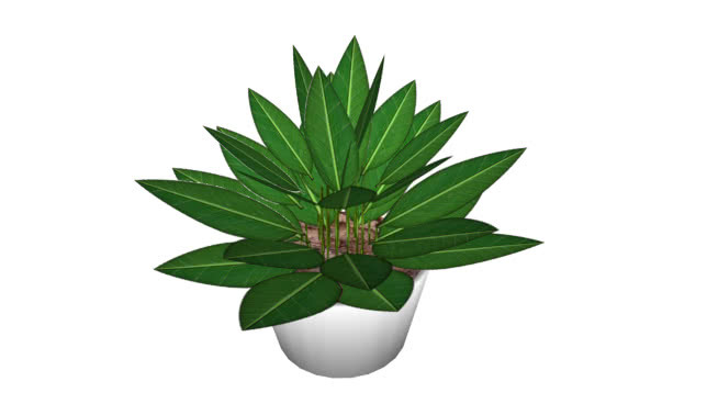 盆栽 植物 其他 菠萝 花 铅笔