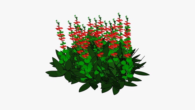 红丹参 花 其他