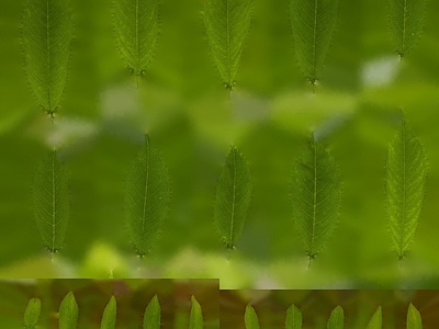 绿植墙