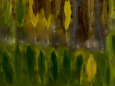 绿植墙