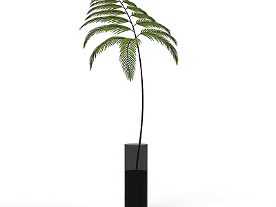 盆栽蕨类植物