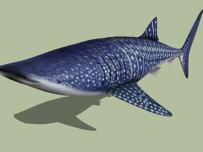 鲸鲨(Rhincodon typus)