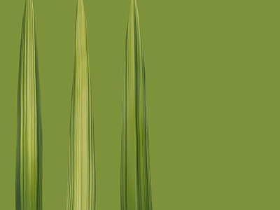 绿植墙