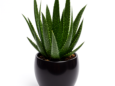 盆栽芦荟植物