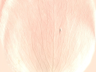 玫瑰金