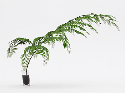 盆栽蕨类植物