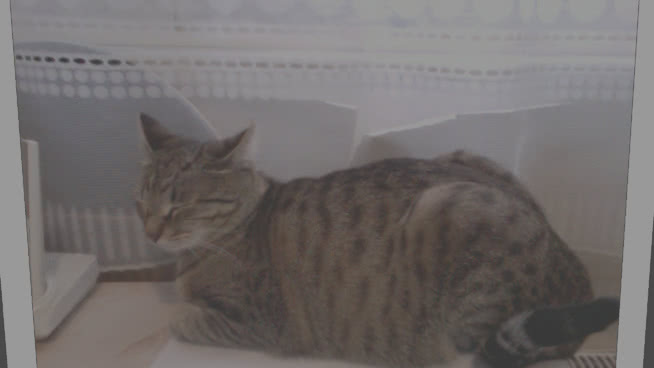 我的猫图像107kb 埃及猫 虎猫 斑猫 猫