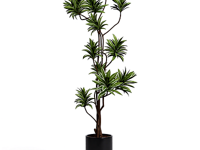 盆栽植物装饰