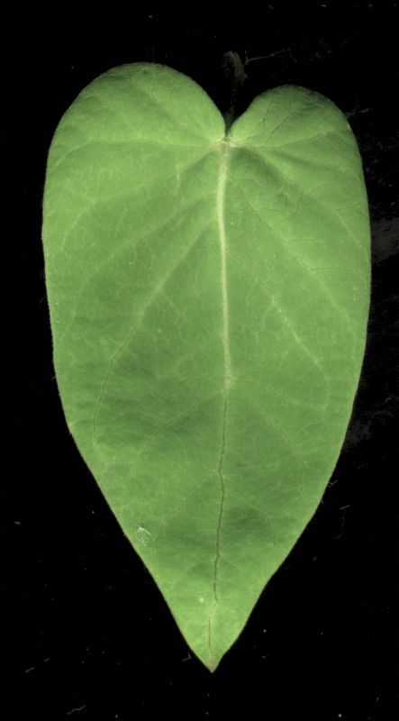 其他杂项-植物纹理 031 自然元素