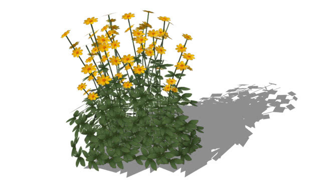 毛蕊花菊苣的“阳光超人” 其他 植物 花 画 饰品