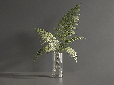 小型绿植草本植物