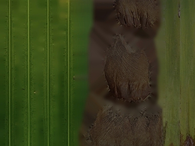 绿植墙