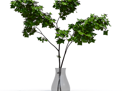 盆栽植物装饰