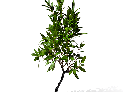 带枝叶的植物模型