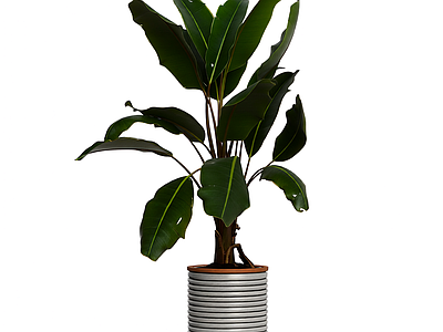 盆栽植物带花盆
