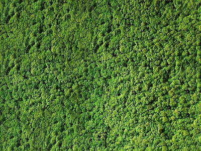 绿植墙