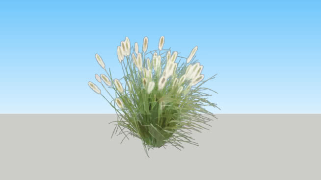 矮泉草 植物 其他 草地 画 刺棘蓟