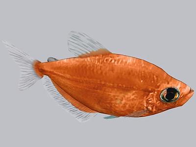 Monjita Rojo （Gymnocorymbus Ternetzi）