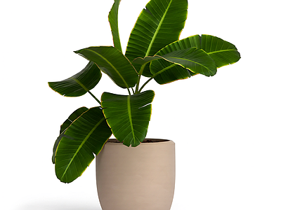 盆栽植物装饰
