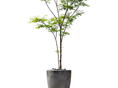 盆栽植物装饰