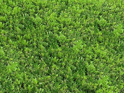 绿植墙
