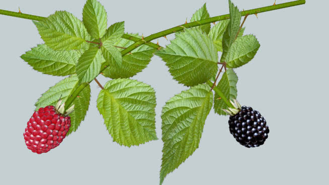 3D动画-黑莓，拉斯伯里，Rubus 植物 草莓 水果 其他 野玫瑰果