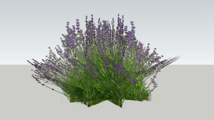 lavendel