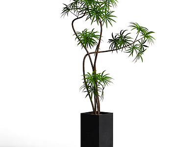 盆栽植物装饰